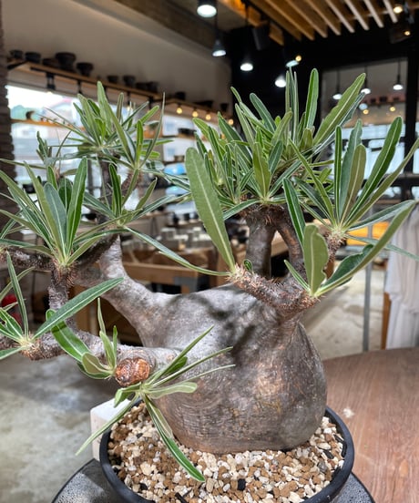 パキポディウム グラキリス　Pachypodium gracilius 　発根済　(gk-594)