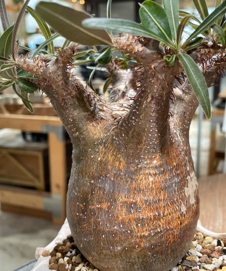 パキポディウム グラキリス　Pachypodium gracilius 　発根済　(gk-604) (鉢：LAVOR Ssize)