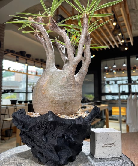 パキポディウム グラキリス　Pachypodium gracilius 　発根済　(gk-593)（鉢:LAVOR SMsize）