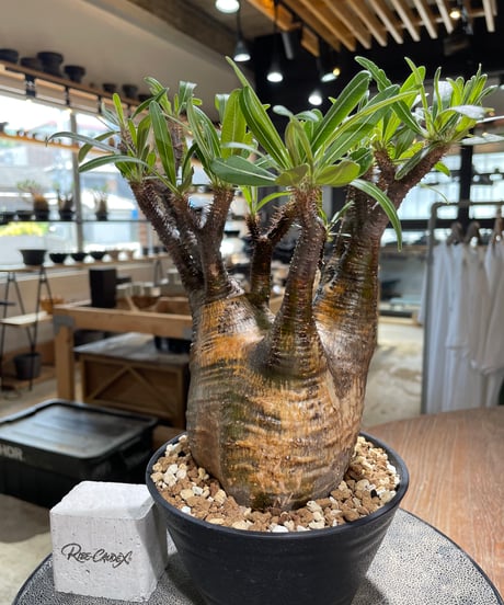 パキポディウム グラキリス　Pachypodium gracilius 　発根済　(gk-581)