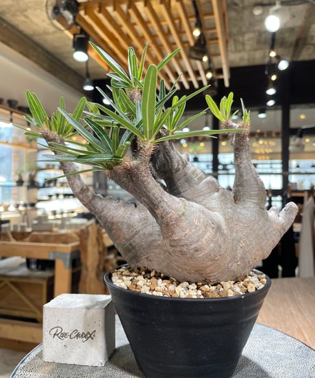パキポディウム グラキリス　Pachypodium gracilius 　発根済　(gk-587)