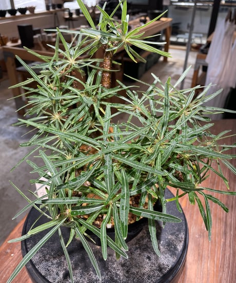 パキポディウム グラキリス　Pachypodium gracilius 　発根済　(gk-569)