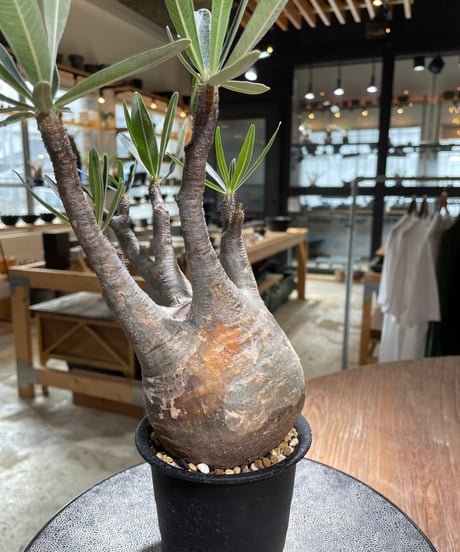 パキポディウム グラキリス　Pachypodium gracilius 　発根済　(gk-602)