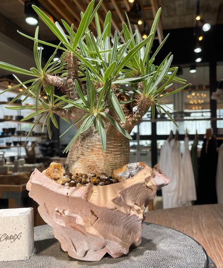 パキポディウム グラキリス　Pachypodium gracilius 　発根済　(gk-577) (鉢：LAVOR SMsize)