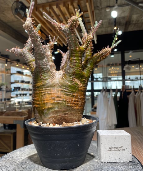 パキポディウム グラキリス　Pachypodium gracilius 　発根済　(gk-608)