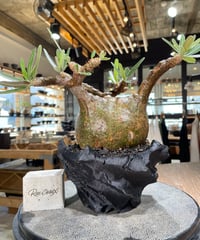 パキポディウム グラキリス　Pachypodium gracilius 　発根済　(gk-599)　(鉢：LAVOR　SMsize)