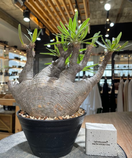 パキポディウム グラキリス　Pachypodium gracilius 　発根済　(gk-587)