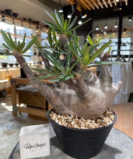 パキポディウム グラキリス　Pachypodium gracilius 　発根済　(gk-587)