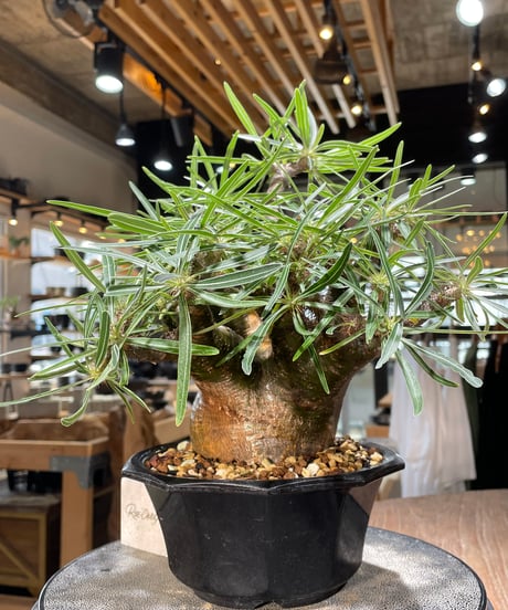 パキポディウム グラキリス　Pachypodium gracilius 　発根済　(gk-569)