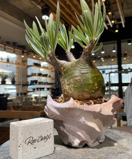 パキポディウム グラキリス　Pachypodium gracilius 　発根済　(gk-607) (鉢：LAVOR Ssize)