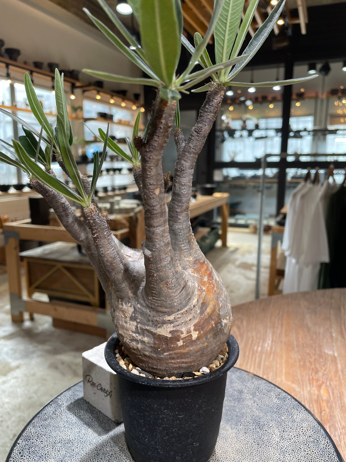 パキポディウム グラキリス Pachypodium gracilius 発根済 (gk-602