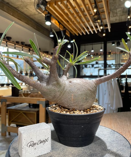 パキポディウム グラキリス　Pachypodium gracilius 　発根済　(gk-588)