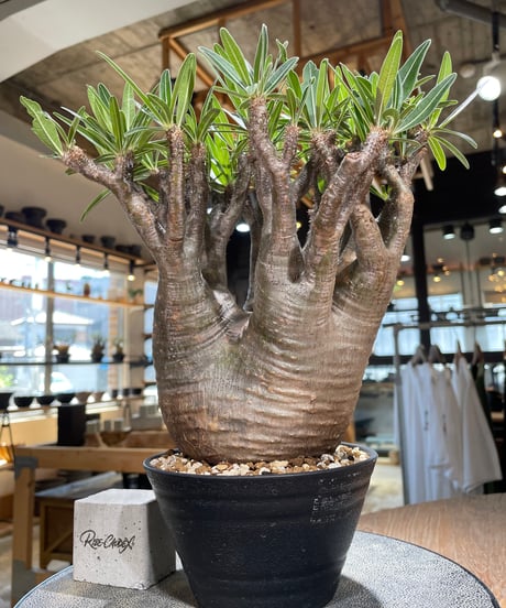 パキポディウム グラキリス　Pachypodium gracilius 　発根済　(gk-589)