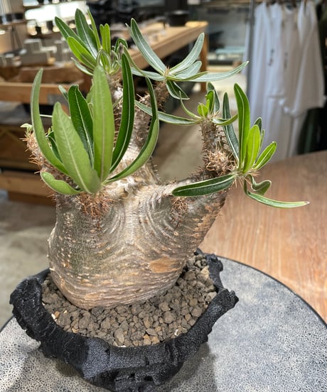 パキポディウム グラキリス　Pachypodium gracilius 　発根済　(gk-590)（鉢:LAVOR Ssize）