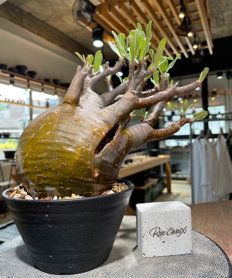 パキポディウム グラキリス　Pachypodium gracilius 　発根済　(gk-584)