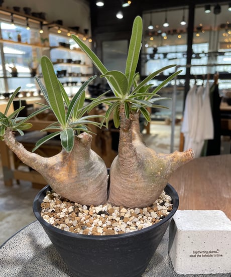 パキポディウム グラキリス 2頭　Pachypodium gracilius 　発根済　(gk-596)