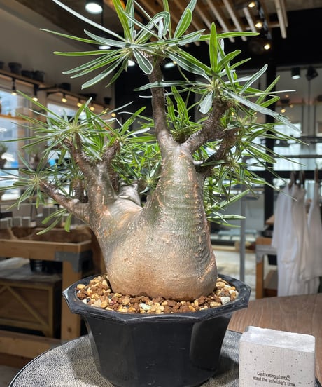 パキポディウム グラキリス　Pachypodium gracilius 　発根済　(gk-569)