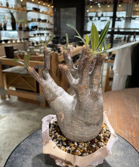 パキポディウム グラキリス　Pachypodium gracilius 　発根済　(gk-603) (鉢：LAVOR Ssize)