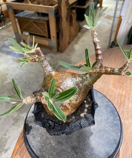 パキポディウム グラキリス　Pachypodium gracilius 　発根済　(gk-599)　(鉢：LAVOR　SMsize)