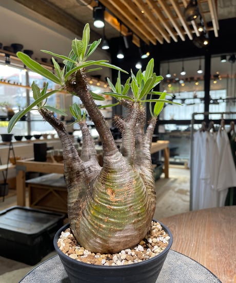パキポディウム グラキリス　Pachypodium gracilius 　発根済　(gk-582)