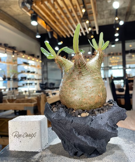 パキポディウム グラキリス　Pachypodium gracilius 　発根済　(gk-600) (鉢：LAVOR XSsize)