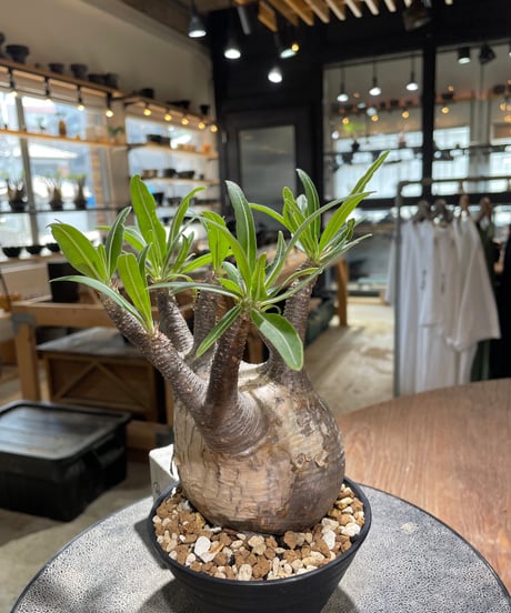 パキポディウム グラキリス　Pachypodium gracilius 　発根済　(gk-580)
