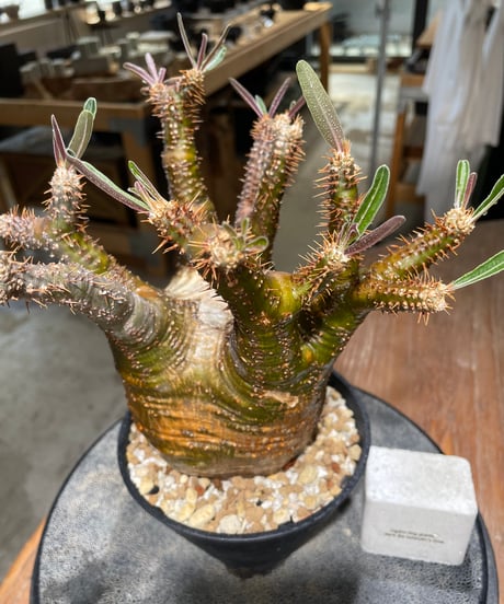 パキポディウム グラキリス　Pachypodium gracilius 　発根済　(gk-608)