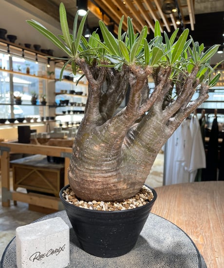 パキポディウム グラキリス　Pachypodium gracilius 　発根済　(gk-589)