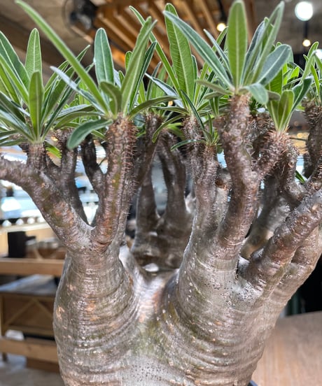 パキポディウム グラキリス　Pachypodium gracilius 　発根済　(gk-589)