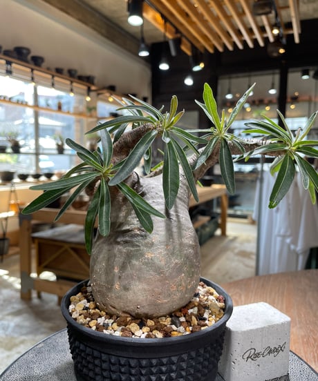 パキポディウム グラキリス　Pachypodium gracilius 　発根済　(gk-586)