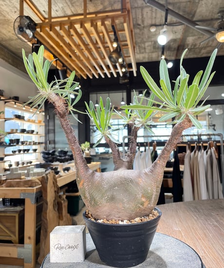 パキポディウム グラキリス　Pachypodium gracilius 　発根済　(gk-598)