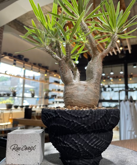 パキポディウム グラキリス　Pachypodium gracilius 　発根済　(gk-585)