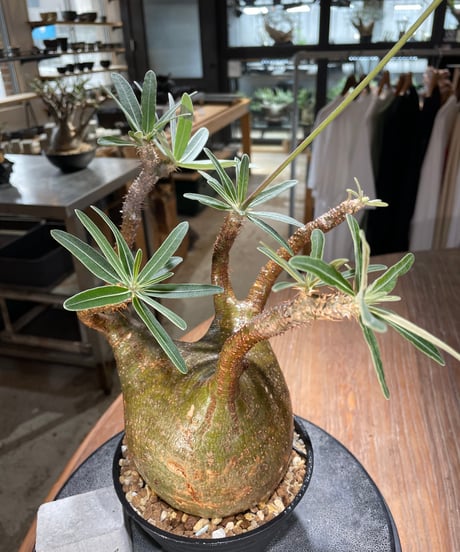 パキポディウム グラキリス　Pachypodium gracilius 　発根済　(gk-575)