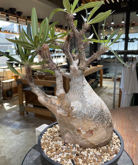 パキポディウム グラキリス　Pachypodium gracilius 　発根済　(gk-595)