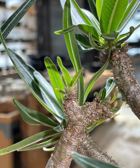 パキポディウム グラキリス　Pachypodium gracilius 　発根済　(gk-605)