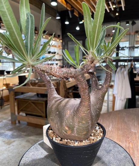 パキポディウム グラキリス　Pachypodium gracilius 　発根済　(gk-598)