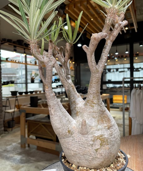パキポディウム グラキリス　Pachypodium gracilius 　発根済　(gk-591)