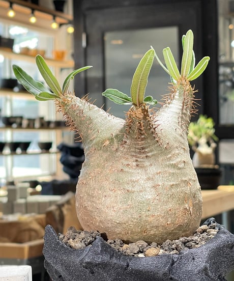 パキポディウム グラキリス　Pachypodium gracilius 　発根済　(gk-600) (鉢：LAVOR XSsize)