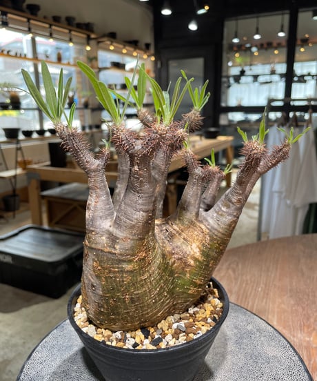 パキポディウム グラキリス　Pachypodium gracilius 　発根済　(gk-583)