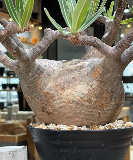 パキポディウム グラキリス　Pachypodium gracilius 　発根済　(gk-592)