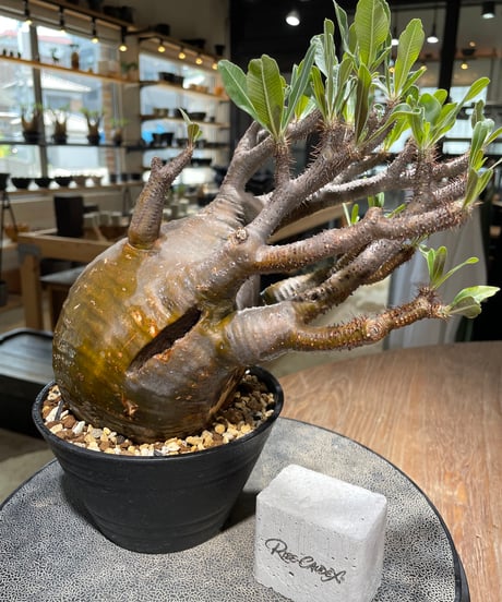パキポディウム グラキリス　Pachypodium gracilius 　発根済　(gk-584)