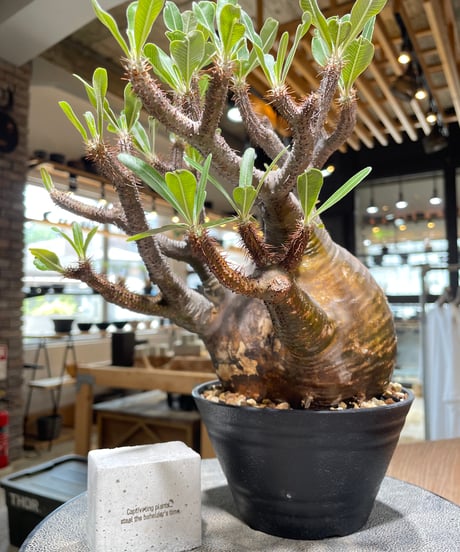 パキポディウム グラキリス　Pachypodium gracilius 　発根済　(gk-584)