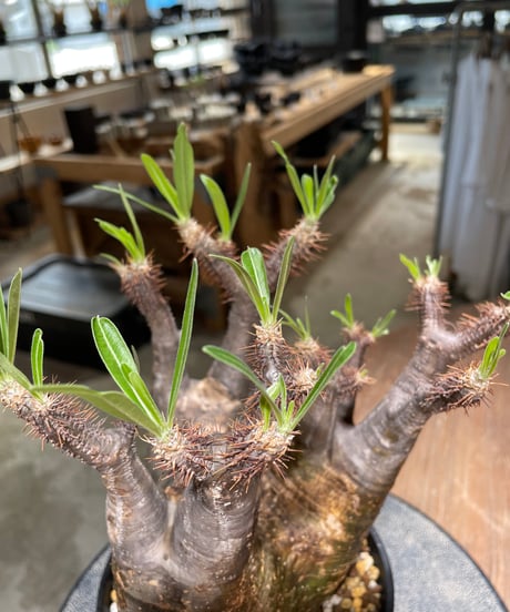 パキポディウム グラキリス　Pachypodium gracilius 　発根済　(gk-583)