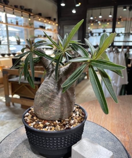 パキポディウム グラキリス　Pachypodium gracilius 　発根済　(gk-586)