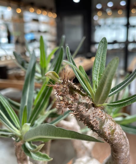 パキポディウム グラキリス　Pachypodium gracilius 　発根済　(gk-605)