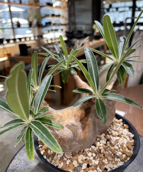 パキポディウム グラキリス 2頭　Pachypodium gracilius 　発根済　(gk-596)