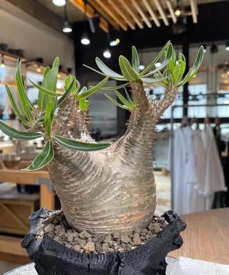 パキポディウム グラキリス　Pachypodium gracilius 　発根済　(gk-590)（鉢:LAVOR Ssize）