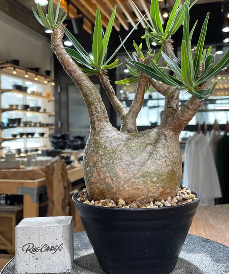パキポディウム グラキリス　Pachypodium gracilius 　発根済　(gk-605)