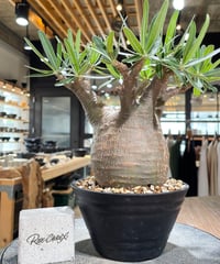 パキポディウム グラキリス　Pachypodium gracilius 　発根済　(gk-606)