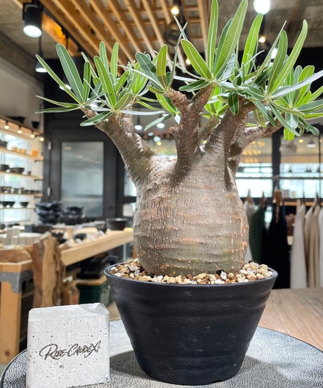 パキポディウム グラキリス　Pachypodium gracilius 　発根済　(gk-606)